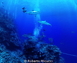 Circling Black tip reef sharks by Roberto Micucci 